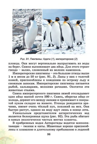 Рис. 91. Пингвины: Адели (1), императорские (2)
пловцы. Они могут вертикально выпрыгивать из воды
на берег. Самки высиживают два яйца. Для этого строят
гнездо - валик, сложенный из мелких камешков.
Императорские пингвины - это большие птицы выше
1 м и весом до 50 кг (рис. 91, 2). Лапы у них с толстой
кожей, приспособлены к хождению по острому льду и
снежным заносам. Императорские пингвины питаются
рыбой, кальмарами, мелкими рачками. Охотятся эти
животные стаями.
Самка императорского пингвина зимой откладывает
одно яйцо массой почти 500 г. Самец, оберегая яйцо от
холода, держит его между лапами и прижимает к покры­
той пухом складке на животе. Птенцы рождаются зря­
чими, имеют очень тёплый пух, похожий на мех. Они
быстро растут, однако на воду идут лишь в конце лета.
Уникальным представителем антарктических вод
является белокровная щука (рис. 92). Эта рыба обитает
в самых экологически чистых местах планеты.
В прибрежных водах Антарктиды водятся млекопи­
тающие - тюлени и киты. Животные хорошо приспособ­
лены к плаванию и длительному пребыванию в ледяной
98
 