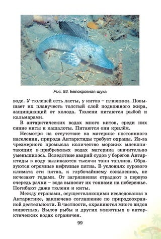 Рис. 92. Белокровная щука
воде. У тюленей есть ласты, у китов - плавники. Повы­
шает их плавучесть толстый слой подкожного жира,
защищающий от холода. Тюлени питаются рыбой и
кальмарами.
В антарктических водах много китов, среди них
синие киты и кашалоты. Питаются они крилём.
Несмотря на отсутствие на материке постоянного
населения, природа Антарктиды требует охраны. Из-за
чрезмерного промысла количество морских млекопи­
тающих в прибрежных водах материка значительно
уменьшилось. Вследствие аварий судов у берегов Антар­
ктиды в воду выливаются тысячи тонн топлива. Обра­
зуются огромные нефтяные пятна. В условиях сурового
климата эти пятна, к глубочайшему сожалению, не
исчезают годами. От загрязнения страдают в первую
очередь рачки - вода выносит их тоннами на побережье.
Погибают даже тюлени и киты.
Между странами, осуществляющими исследования в
Антарктике, заключено соглашение по природоохран­
ной деятельности. В частности, охраняются много видов
животных. Вылов рыбы и других животных в антар­
ктических водах ограничен.
99
 