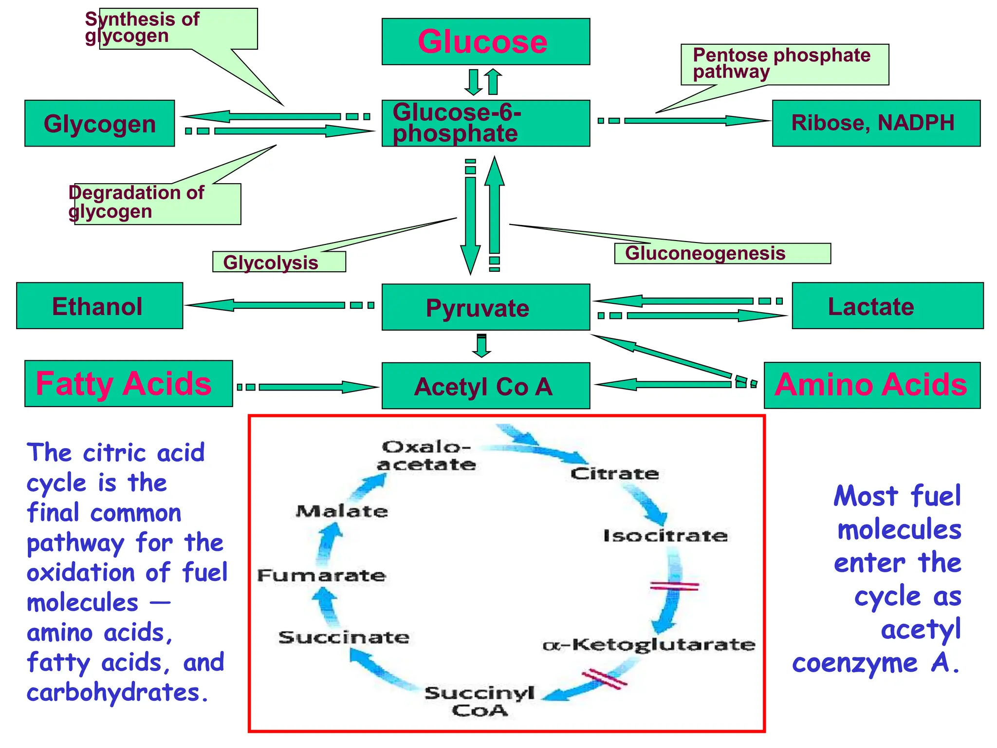 the citric acid cycle or krab cycle in plant physiology | PPT