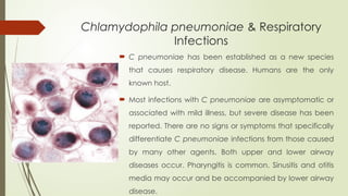 Chlamydophila pneumoniae & Respiratory
Infections
 C pneumoniae has been established as a new species
that causes respiratory disease. Humans are the only
known host.
 Most infections with C pneumoniae are asymptomatic or
associated with mild illness, but severe disease has been
reported. There are no signs or symptoms that specifically
differentiate C pneumoniae infections from those caused
by many other agents. Both upper and lower airway
diseases occur. Pharyngitis is common. Sinusitis and otitis
media may occur and be accompanied by lower airway
disease.
 