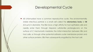 Developmental Cycle
 All chlamydiae have a common reproductive cycle. The environmentally
stable infectious particle is a small cell called the elementary body or EB
(0.3 µm) in diameter. The EBs have a high affinity for host epithelial cells and
rapidly enter them through Heparan sulfate-like proteoglycans on the
surface of C trachomatis mediates the initial interaction between EBs and
host cells, or through other potential adhesins outer membrane protein and
other surface proteins. EBs then subsequently engulfed by the host cell.
 