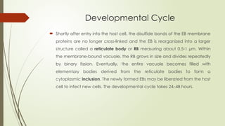 Developmental Cycle
 Shortly after entry into the host cell, the disulfide bonds of the EB membrane
proteins are no longer cross-linked and the EB is reorganized into a larger
structure called a reticulate body or RB measuring about 0.5-1 µm. Within
the membrane-bound vacuole, the RB grows in size and divides repeatedly
by binary fission. Eventually, the entire vacuole becomes filled with
elementary bodies derived from the reticulate bodies to form a
cytoplasmic inclusion. The newly formed EBs may be liberated from the host
cell to infect new cells. The developmental cycle takes 24–48 hours.
 