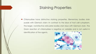Staining Properties
 Chlamydiae have distinctive staining properties. Elementary bodies stain
purple with Giemsa's stain—in contrast to the blue of host cell cytoplasm.
The larger, noninfective reticulate bodies stain blue with Giemsa's stain. The
Gram reaction of chlamydiae is negative or variable and is not useful in
identification of the agents.
 