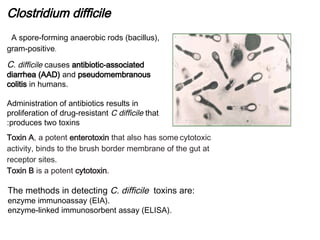 C. Diff Rods 4_2019_04_09!08_40_49_PM.pptxClostridium perfringens)، | PPTX