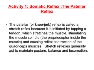 Nervous system reflexes and superficial senses | PPT