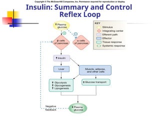 pathophysiology of Endocrine system in detail | PPT