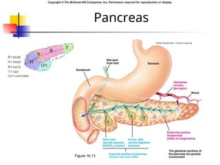 pathophysiology of Endocrine system in detail | PPT