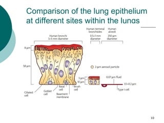 10
Comparison of the lung epithelium
at different sites within the lungs
 