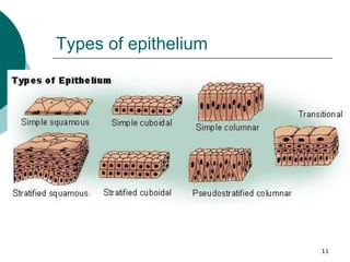 11
Types of epithelium
 