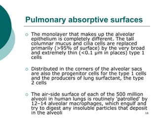 16
Pulmonary absorptive surfaces
 The monolayer that makes up the alveolar
epithelium is completely different. The tall
columnar mucus and cilia cells are replaced
primarily (>95% of surface) by the very broad
and extremely thin (<0.1 µm in places) type 1
cells
 Distributed in the corners of the alveolar sacs
are also the progenitor cells for the type 1 cells
and the producers of lung surfactant, the type
2 cells
 The air-side surface of each of the 500 million
alveoli in human lungs is routinely 'patrolled' by
12–14 alveolar macrophages, which engulf and
try to digest any insoluble particles that deposit
in the alveoli
 