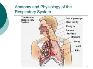 4
Anatomy and Physiology of the
Respiratory System
 