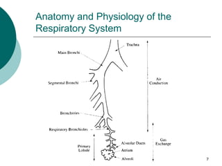7
Anatomy and Physiology of the
Respiratory System
 