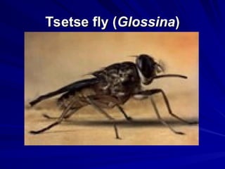 Tsenene Insect Blood and Tissue Flagellate - Tripanosoma | PPT