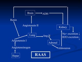 42072060 fisiologi-ginjal | PPT