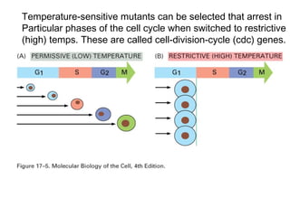 Temperature-sensitive mutants can be selected that arrest in
Particular phases of the cell cycle when switched to restrictive
(high) temps. These are called cell-division-cycle (cdc) genes.
 