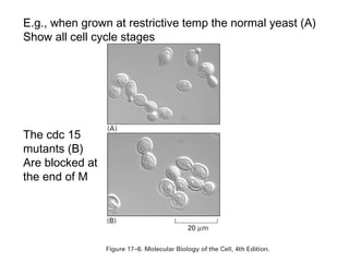 E.g., when grown at restrictive temp the normal yeast (A)
Show all cell cycle stages
The cdc 15
mutants (B)
Are blocked at
the end of M
 