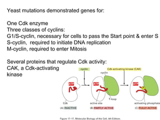 Yeast mutations demonstrated genes for:
One Cdk enzyme
Three classes of cyclins:
G1/S-cyclin, necessary for cells to pass the Start point & enter S
S-cyclin, required to initiate DNA replication
M-cyclin, required to enter Mitosis
Several proteins that regulate Cdk activity:
CAK, a Cdk-activating
kinase
 