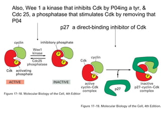 Also, Wee 1 a kinase that inhibits Cdk by P04ing a tyr, &
Cdc 25, a phosphatase that stimulates Cdk by removing that
P04
p27 a direct-binding inhibitor of Cdk
 