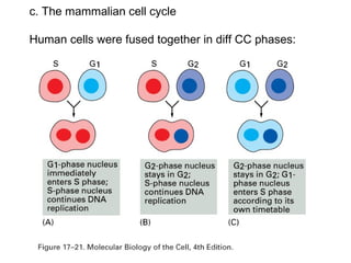 c. The mammalian cell cycle
Human cells were fused together in diff CC phases:
 