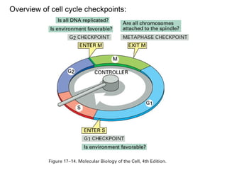 Overview of cell cycle checkpoints:
 