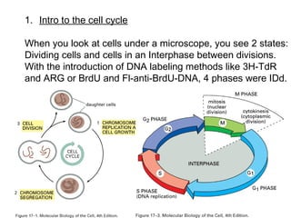 1. Intro to the cell cycle
When you look at cells under a microscope, you see 2 states:
Dividing cells and cells in an Interphase between divisions.
With the introduction of DNA labeling methods like 3H-TdR
and ARG or BrdU and Fl-anti-BrdU-DNA, 4 phases were IDd.
 