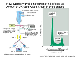 Flow cytometry gives a histogram of no. of cells vs.
Amount of DNA/cell. Gives % cells in cycle phases.
 