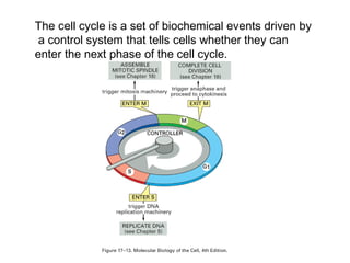 The cell cycle is a set of biochemical events driven by
a control system that tells cells whether they can
enter the next phase of the cell cycle.
 