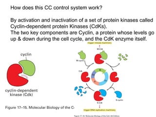How does this CC control system work?
By activation and inactivation of a set of protein kinases called
Cyclin-dependent protein Kinases (CdKs).
The two key components are Cyclin, a protein whose levels go
up & down during the cell cycle, and the CdK enzyme itself.
 