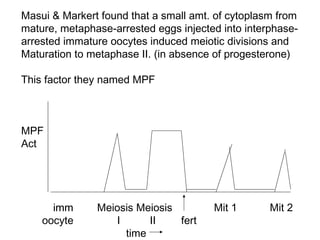 Masui & Markert found that a small amt. of cytoplasm from
mature, metaphase-arrested eggs injected into interphase-
arrested immature oocytes induced meiotic divisions and
Maturation to metaphase II. (in absence of progesterone)
This factor they named MPF
MPF
Act
imm Meiosis Meiosis Mit 1 Mit 2
oocyte I II fert
time
 