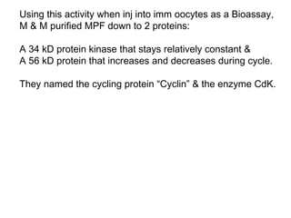 Using this activity when inj into imm oocytes as a Bioassay,
M & M purified MPF down to 2 proteins:
A 34 kD protein kinase that stays relatively constant &
A 56 kD protein that increases and decreases during cycle.
They named the cycling protein “Cyclin” & the enzyme CdK.
 