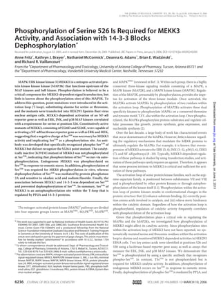 Phosphorylation of Serine 526 Is Required for MEKK3
Activity, and Association with 14-3-3 Blocks
Dephosphorylation*
Received for publication,August 22, 2005, and in revised form, December 26, 2005 Published, JBC Papers in Press,January 9, 2006, DOI 10.1074/jbc.M509249200
Anne Fritz‡
, Kathryn J. Brayer‡
, Nathaniel McCormick‡
, Deanna G. Adams§
, Brian E. Wadzinski§
,
and Richard R. Vaillancourt‡1
From the ‡
Department of Pharmacology and Toxicology, University of Arizona College of Pharmacy, Tucson, Arizona 85721 and
the §
Department of Pharmacology, Vanderbilt University Medical Center, Nashville, Tennessee 37232
MAPK/ERK kinase kinase 3 (MEKK3) is a mitogen-activated pro-
tein kinase kinase kinase (MAP3K) that functions upstream of the
MAP kinases and I␬B kinase. Phosphorylation is believed to be a
critical component for MEKK3-dependent signal transduction, but
little is known about the phosphorylation sites of this MAP3K. To
address this question, point mutations were introduced in the acti-
vation loop (T-loop), substituting alanine for serine or threonine,
and the mutants were transfected into HEK293 Epstein-Barr virus
nuclear antigen cells. MEKK3-dependent activation of an NF-␬B
reporter gene as well as ERK, JNK, and p38 MAP kinases correlated
with a requirement for serine at position 526. Constitutively active
mutants of MEKK3, consisting of S526D and S526E, were capable of
activating a NF-␬B luciferase reporter gene as well as ERK and MEK,
suggesting that a negative charge at Ser526
was necessary for MEKK3
activity and implicating Ser526
as a phosphorylation site. An anti-
body was developed that specifically recognized phospho-Ser526
of
MEKK3 but did not recognize the S526A point mutant. The catalyt-
ically inactive (K391M) mutant of MEKK3 was not phosphorylated
at Ser526
, indicating that phosphorylation of Ser526
occurs via auto-
phosphorylation. Endogenous MEKK3 was phosphorylated on
Ser526
in response to osmotic stress. In addition, phosphorylation of
Ser526
was required for MKK6 phosphorylation in vitro, whereas
dephosphorylation of Ser526
was mediated by protein phosphatase
2A and sensitive to okadaic acid and sodium fluoride. Finally, the
association between MEKK3 and 14-3-3 was dependent on Ser526
and prevented dephosphorylation of Ser526
. In summary, Ser526
of
MEKK3 is an autophosphorylation site within the T-loop that is
regulated by PP2A and 14-3-3 proteins.
The mitogen-activated protein kinase (MAPK)2
pathways are divided
into four separate groups known as MAPKERK
, MAPKJNK
, MAPKp38
,
and MAPKERK5
(reviewed in Ref. 1). Within each group, there is a highly
conserved three-kinase signaling module consisting of a MAPK, a
MAPK kinase (MAP2K), and a MAPK kinase kinase (MAP3K). Regula-
tion of the MAP3K, presumably by phosphorylation, provides the impe-
tus for activation of the three-kinase module. Once activated, the
MAP3Ks activate MAP2Ks by phosphorylation of two residues within
the activation loop. Phosphorylation of MAP2Ks activates these dual
specificity kinases to phosphorylate MAPKs on a conserved threonine
and tyrosine motif, TXY, also within the activation loop. Once phospho-
rylated, the MAPKs phosphorylate protein substrates and regulate cel-
lular processes like growth, protein synthesis, gene expression, and
nucleotide synthesis (2).
Over the last decade, a large body of work has characterized events
that occur downstream of the MAPKs. However, little is known regard-
ing the regulatory mechanisms that modulate the MEKK proteins to
ultimately regulate the MAPKs. For example, it is known that overex-
pression of MEKK3 activates the ERK (3, 4), JNK (3–5), p38 (5, 6), ERK5
(7), and NF-␬B pathways (8–10). Typically, MEKK3-dependent regula-
tion of these pathways is studied by using transfection studies, and acti-
vation of these pathways rarely requires an agonist. Therefore, it appears
that some process intrinsic to MEKK3 is critical and sufficient for acti-
vation of these pathways.
The activation loop of some protein kinase families, such as the argi-
nine-aspartate family, is positioned between subdomains VII and VIII
and is phosphorylated by other protein kinases or through autophos-
phorylation of the kinase itself (11). Phosphorylation within the activa-
tion loop of protein kinases results in conformational changes in the
protein structure that (i) enhance substrate binding, (ii) correctly posi-
tion amino acids involved in catalysis, and (iii) relieve steric hindrance
within the catalytic domain. Regardless of how the activation loop is
phosphorylated, regulation of catalytic activity frequently correlates
with phosphorylation of the activation loop.
Given that phosphorylation plays a critical role in regulating the
MAPKs and the MAP2Ks, we investigated how phosphorylation of
MEKK3 might affect its catalytic activity. Since phosphorylation sites
within the activation loop of MEKK3 have not been reported, we sys-
tematically mutated serine and threonine residues within the activation
loop to alanine and monitored MEKK3-dependent activities in HEK293
EBNA cells. Two key amino acids were identified at positions 526 and
530 using a luciferase-based reporter gene assay as well as assays that
measure the ERK, JNK, and p38 MAP kinases. We demonstrate that
Ser526
is phosphorylated by using a specific antibody that recognizes
phospho-Ser526
. In contrast, Thr530
is not phosphorylated but is
required for MEKK3 catalytic activity. In addition, phosphorylation of
endogenous MEKK3 occurs on Ser526
in response to osmotic stress.
Finally, dephosphorylation of phospho-Ser526
is mediated by PP2A, and
* This work was supported in part by National Institutes of Health Grants AG19710, P42
ES04940, ES12007, GM51366, and GM62265; Southwest Environmental Health Sci-
ences Center Grant P30 ES06694; and a predoctoral fellowship from the National
Science Foundation-Integrative Graduate Education and Research Training Program
in Genomics at the University of Arizona (to K. J. B.). The costs of publication of this
article were defrayed in part by the payment of page charges. This article must there-
fore be hereby marked “advertisement” in accordance with 18 U.S.C. Section 1734
solely to indicate this fact.
1
To whom correspondence should be addressed: Dept. of Pharmacology and Toxicol-
ogy, College of Pharmacy, University of Arizona, 1703 E. Mabel St., Tucson, AZ 85721.
Tel.: 520-626-4374; Fax: 520-626-2466; E-mail: vaillancourt@pharmacy.arizona.edu.
2
The abbreviations used are: MAPK, mitogen-activated protein kinase; ERK, extracellular
signal-regulated kinase; MEKK3, MAPK/ERK kinase kinase 3; JNK, c-Jun NH2-terminal
kinase; MAP2K, MAPK kinase; MAP3K, MAPK kinase kinase; PP2A, protein phospha-
tase 2A; MEK, mitogen-activated protein kinase/extracellular signal-regulated kinase
kinase; DTT, dithiothreitol; KLH, keyhole limpet hemocyanin; PBS, phosphate-buff-
ered saline; GST, glutathione S-transferase; PKA, protein kinase A; EBNA, Epstein-Barr
virus nuclear antigen.
THE JOURNAL OF BIOLOGICAL CHEMISTRY VOL. 281, NO. 10, pp. 6236–6245, March 10, 2006
© 2006 by The American Society for Biochemistry and Molecular Biology, Inc. Printed in the U.S.A.
6236 JOURNAL OF BIOLOGICAL CHEMISTRY VOLUME 281•NUMBER 10•MARCH 10, 2006
atYaleUniversity,onJune3,2011www.jbc.orgDownloadedfrom
 