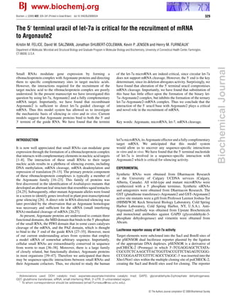 Biochem. J. (2009) 422, 329–341 (Printed in Great Britain) doi:10.1042/BJ20090534 329
The 5 terminal uracil of let-7a is critical for the recruitment of mRNA
to Argonaute2
Kristin M. FELICE, David W. SALZMAN, Jonathan SHUBERT-COLEMAN, Kevin P. JENSEN and Henry M. FURNEAUX1
Department of Molecular, Microbial and Structural Biology and Graduate Program in Molecular Biology and Biochemistry, University of Connecticut Health Center, Farmington,
CT 06030, U.S.A.
Small RNAs modulate gene expression by forming a
ribonucleoprotein complex with Argonaute proteins and directing
them to speciﬁc complementary sites in target nucleic acids.
However, the interactions required for the recruitment of the
target nucleic acid to the ribonucleoprotein complex are poorly
understood. In the present manuscript we have investigated this
question by using let-7a, Argonaute2 and a fully complementary
mRNA target. Importantly, we have found that recombinant
Argonaute2 is sufﬁcient to direct let-7a guided cleavage of
mRNA. Thus this model system has allowed us to investigate
the mechanistic basis of silencing in vitro and in vivo. Current
models suggest that Argonaute proteins bind to both the 5 and
3 termini of the guide RNA. We have found that the termini
of the let-7a microRNA are indeed critical, since circular let-7a
does not support mRNA cleavage. However, the 5 end is the key
determinant, since its deletion abrogates activity. Surprisingly, we
have found that alteration of the 5 terminal uracil compromises
mRNA cleavage. Importantly, we have found that substitution of
this base has little effect upon the formation of the binary let-
7a–Argonaute2 complex, but inhibits the formation of the ternary
let-7a–Argonaute2–mRNA complex. Thus we conclude that the
interaction of the 5 uracil base with Argonaute2 plays a critical
and novel role in the recruitment of mRNA.
Key words: Argonaute, microRNA, let-7, mRNA cleavage.
INTRODUCTION
It is now well appreciated that small RNAs can modulate gene
expression through the formation of a ribonucleoprotein complex
that interacts with complementary elements in nucleic acid targets
[1–8]. The interaction of these small RNAs to their target
nucleic acids results in a plethora of silencing events, including
DNA methylation, mRNA cleavage, mRNA deadenylation and
repression of translation [9–15]. The primary protein component
of these ribonucleoprotein complexes is typically a member of
the Argonaute family [16–23]. This family of proteins was
ﬁrst discovered in the identiﬁcation of Arabidopsis mutants that
developed an aberrant leaf structure that resembles squid tentacles
[24,25]. Subsequently, other mutant Argonaute alleles were found
in a screen to identify genes involved in plant post-transcriptional
gene silencing [26]. A direct role in RNA-directed silencing was
later provided by the observation that an Argonaute homologue
was necessary and sufﬁcient for the siRNA (small interfering
RNA)-mediated cleavage of mRNA [20,27].
At present, Argonaute proteins are understood to contain three
functional domains, the MID domain that binds to the 5 phosphate
of the small RNA, the PIWI domain that in some cases catalyses
cleavage of the mRNA, and the PAZ domain, which is thought
to bind to the 3 end of the guide RNA [27–35]. However, most
of our current understanding arises from systems that employ
a model siRNA of somewhat arbitrary sequence. Importantly,
cellular small RNAs are extraordinarily conserved in sequence
from worm to man [36–38]. Moreover, there is a large family
of closely related, but functionally distinct, Argonaute proteins
in most organisms [39–47]. Therefore we anticipated that there
may be sequence-speciﬁc interactions between small RNAs and
their Argonaute cofactors. Thus, we elected to study the human
let7a microRNA, its Argonaute effector and a fully complimentary
target mRNA. We anticipated that this model system
would allow us to uncover any sequence-speciﬁc interactions
in vitro and in vivo. We have found that the 5 terminal nucleotide
of let-7a is involved in a sequence-speciﬁc interaction with
Argonuate2 which is critical for silencing activity.
EXPERIMENTAL
Synthetic RNAs were obtained from Dharmacon Research
or the University of Calgary UCDNA services (Calgary,
Alberta, Canada). All wild-type and mutant microRNAs were
synthesized with a 5 phosphate terminus. Synthetic siRNAs
and antagomirs were obtained from Dharmacon Research. The
GST (glutathione transferase)–Argonaute2 and GST–Argonaute2
active site mutants were a gift from Professor Leemor Joshua-Tor
(HHMI/W.M. Keck Structural Biology Laboratory, Cold Spring
Harbor Laboratory, Cold Spring Harbor, NY, U.S.A.). Anti-
Argonaute2 antibody was obtained from Upstate Biochemicals
and monoclonal antibodies against GAPD (glyceraldehyde-3-
phosphate dehydrogenase) and vimentin were obtained from
Abcam.
Luciferase reporter assay of let-7a activity
Target elements were subcloned into the SacI and BsteII sites of
the pSENSOR dual luciferase reporter plasmid by the ligation
of the appropriate DNA duplexes. pSENSOR is a derivative of
psiCHECK-2 (Promega) in which 5 -TCGAGGAGCTCTATA-
CGCGTCTCAAGCTTACTGGTTACCGTTCTAGAGTCGGG-
CCCGGGAATTCGTTTCAGCCTAGGC-3 was inserted into the
Xho1/Not1 sites within the multiple cloning site of psiCHECK-2,
creating the SacI and BsteII sites used for cloning. The reporter
Abbreviations used: DDH catalytic triad, aspartate-aspartate-histidine catalytic triad; GAPD, glyceraldehyde-3-phosphate dehydrogenase;
GST, glutathione transferase; siRNA, small interfering RNA; 3 -UTR, 3 -untranslated region.
1
To whom correspondence should be addressed (email Furneaux@nso.uchc.edu).
c The Authors Journal compilation c 2009 Biochemical Society
www.biochemj.org
BiochemicalJournal
 