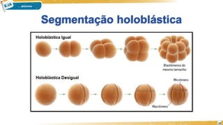 Segmentação holoblástica
10
 