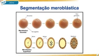 Segmentação meroblástica
11
 