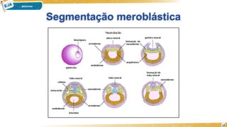 Segmentação meroblástica
12
 
