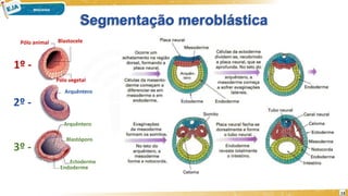 Segmentação meroblástica
Pólo animal
Pólo vegetal
Blastocele
Arquêntero
Ectoderme
Arquêntero
Blastóporo
Endoderme
1º -
2º -
3º -
13
 