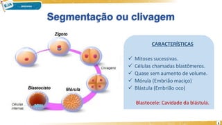 Segmentação ou clivagem
CARACTERÍSTICAS
 Mitoses sucessivas.
 Células chamadas blastômeros.
 Quase sem aumento de volume.
 Mórula (Embrião maciço)
 Blástula (Embrião oco)
Blastocele: Cavidade da blástula.
6
 