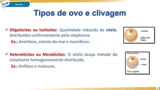 Tipos de ovo e clivagem
 Oligolécitos ou Isolécitos: Quantidade reduzida de vitelo,
distribuídos uniformemente pelo citoplasma.
Ex.: Anelídeos, estrela-do-mar e mamíferos.
 Heterolécitos ou Mesolécitos: O vitelo ocupa metade do
citoplasma homogeneamente distribuída.
Ex.: Anfíbios e moluscos.
7
 
