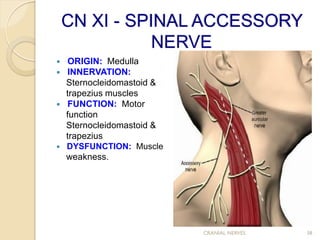 Cranial-nerves and their assignments ... | PDF