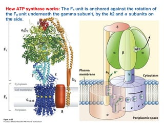423B 2-26-19PPT.pptx Biochemistry ATP Synthase | PPTX