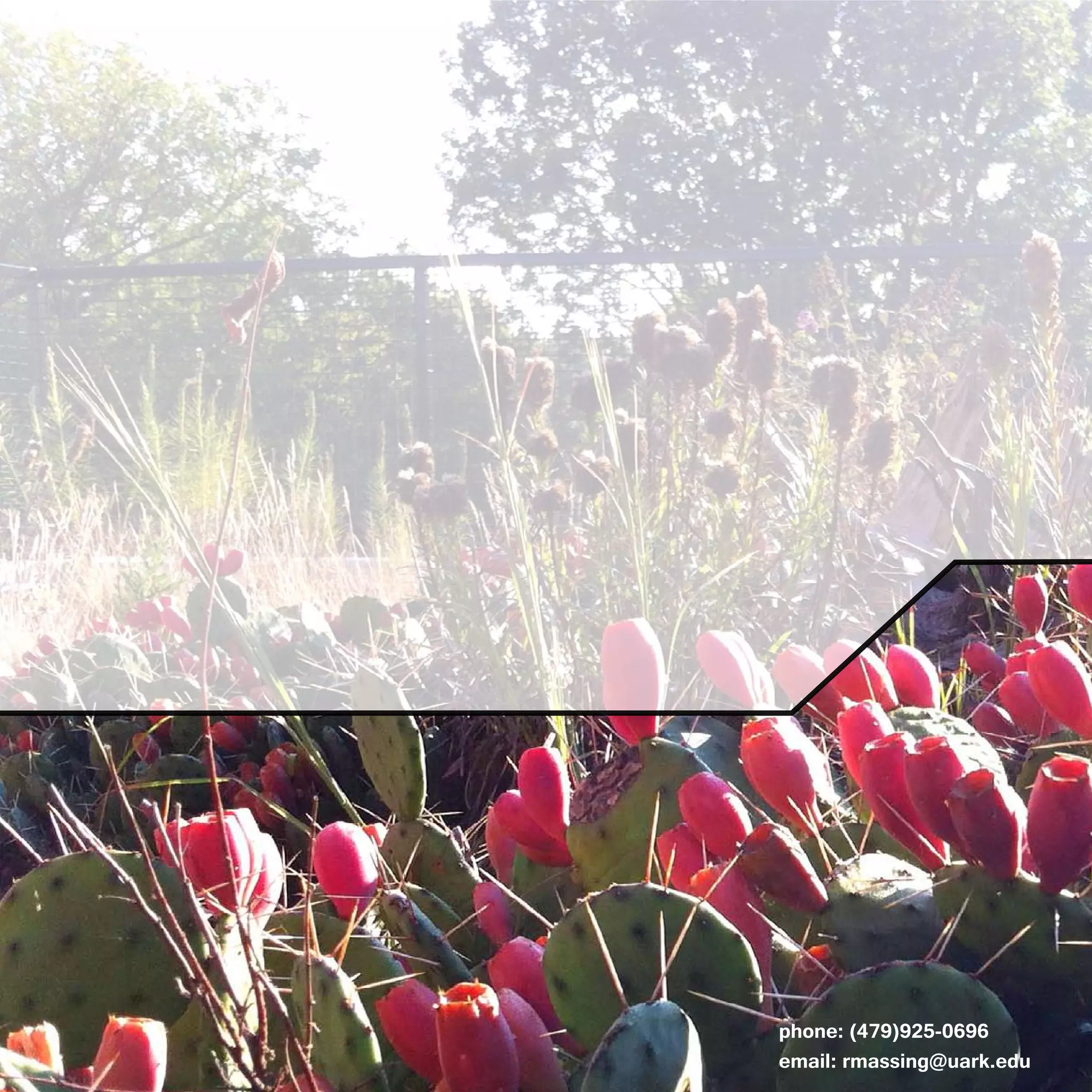 phone: (479)925-0696
email: rmassing@uark.edu
 