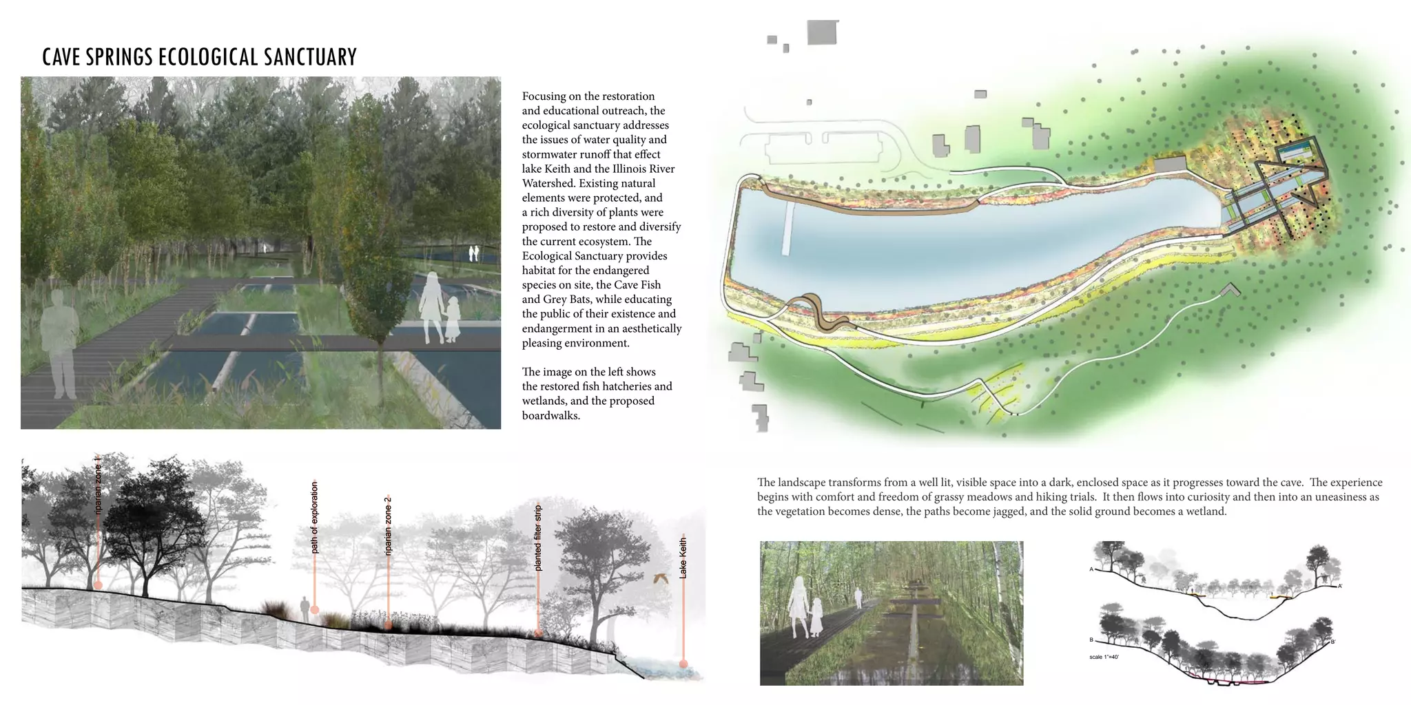 Focusing on the restoration
and educational outreach, the
ecological sanctuary addresses
the issues of water quality and
stormwater runoff that effect
lake Keith and the Illinois River
Watershed. Existing natural
elements were protected, and
a rich diversity of plants were
proposed to restore and diversify
the current ecosystem. The
Ecological Sanctuary provides
habitat for the endangered
species on site, the Cave Fish
and Grey Bats, while educating
the public of their existence and
endangerment in an aesthetically
pleasing environment.
The image on the left shows
the restored fish hatcheries and
wetlands, and the proposed
boardwalks.
pathofexploration
plantedfilterstrip
riparianzone1
riparianzone2
LakeKeith
	
cave springs ecological sanctuary
scale 1”=40’
A
B B’
A’
The landscape transforms from a well lit, visible space into a dark, enclosed space as it progresses toward the cave. The experience
begins with comfort and freedom of grassy meadows and hiking trials. It then flows into curiosity and then into an uneasiness as
the vegetation becomes dense, the paths become jagged, and the solid ground becomes a wetland.
 