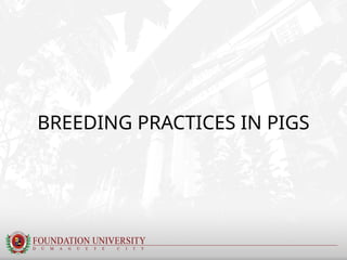 Comprehensive Overview of Swine Production and Breeding in the ...
