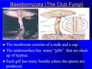 Fungi | PPT