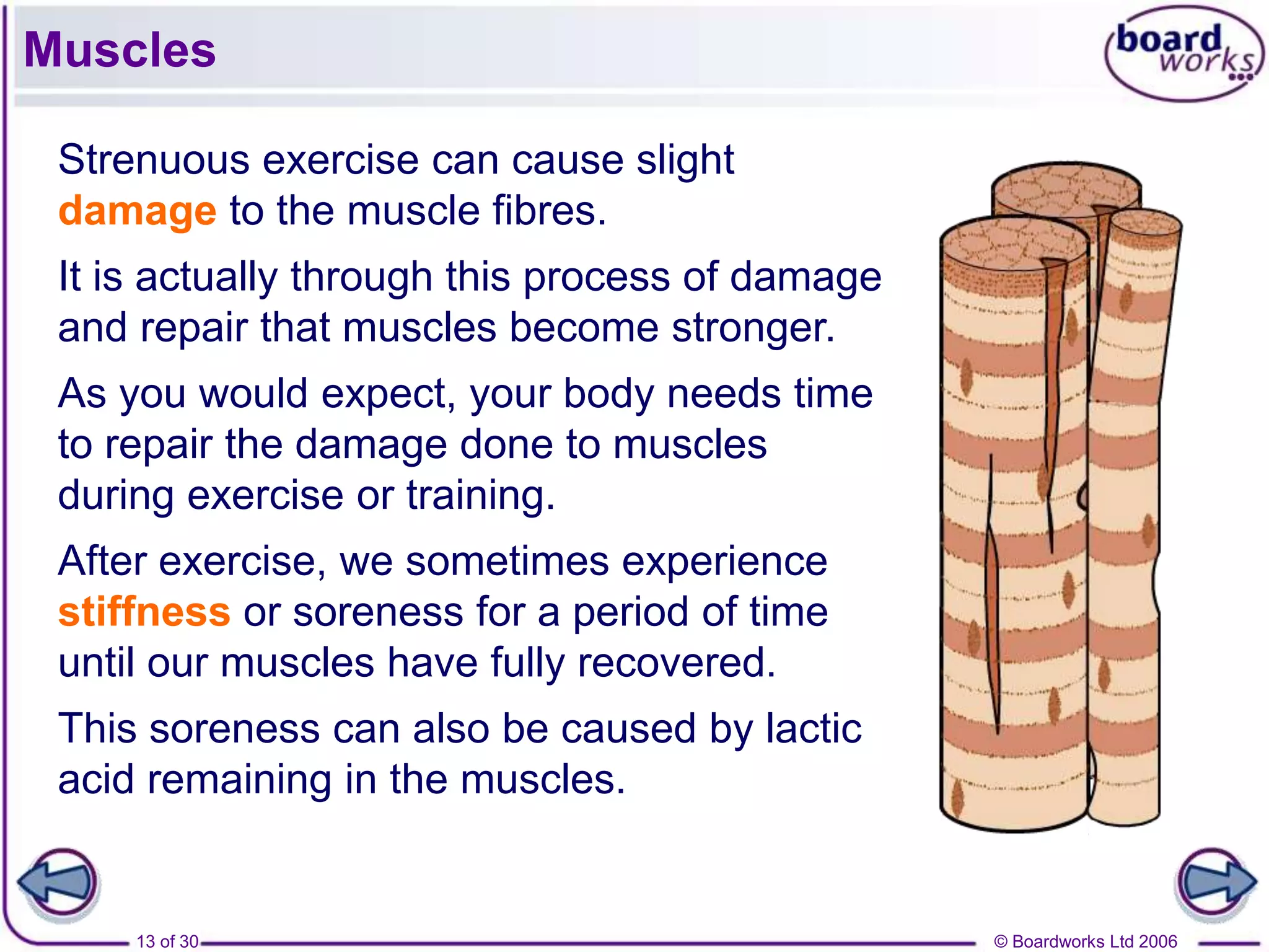 © Boardworks Ltd 200613 of 30
Muscles
Strenuous exercise can cause slight
damage to the muscle fibres.
It is actually through this process of damage
and repair that muscles become stronger.
As you would expect, your body needs time
to repair the damage done to muscles
during exercise or training.
After exercise, we sometimes experience
stiffness or soreness for a period of time
until our muscles have fully recovered.
This soreness can also be caused by lactic
acid remaining in the muscles.
 