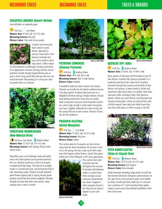 DECIDUOUS TREES                                            DECIDUOUS TREES                                                                    TREES & SHRUBS


CHILOPSIS LINEARIS (Desert Willow)
(see full photo on opposite page)

    Full Sun     Low Water
Mature Size: 8-20 ft. tall, 10-15 ft. wide
Blooming Season: May-July
Flower Color: Pale pink to rosy purple.
                            A sturdy, heat-loving tree
                            that’s native to warm
                            deserts, especially in
                            arroyos. Grows well in New
                            Mexico’s lowlands, but
                            may not be suited to eleva-                                           photo by Judith Phillips                                       photo by Michael Melendres
                            tions above 5,500 or where     PISTACHIA CHINENSIS                                               QUERCUS SPP. (OAK)
its cold hardiness is challenged. Compact and shrub-       (Chinese Pistache)                                                    Full Sun    Medium Water
by in appearance, its leaves are long and thin and its
                                                               Full Sun      Medium Water                                    Mature Size: 25-60 ft. tall, 15-60 ft. wide
profusion of pink trumpet-shaped flowers puts on
quite a show. Long, pencil-like pods give the tree year-   Mature Size: 40 ft. tall, 30 ft. wide                             Many species of Oak grow well throughout most of
round character. Fast growing as a young tree, then        Blooming Season: Mid- to Late-Spring                              New Mexico. Gambel Oak (Quercus gambelii) is a
its growth slows as it matures.                            Flower Color: Reddish                                             moderate-sized tree that’s native from Southern
                                                           A wonderful shade tree when mature, the Chinese                   Colorado through the canyons and foothills of New
                                                           Pistache can handle hot, dry desert conditions beause             Mexico and Arizona. It grows slowly to 30 feet tall,
                                                           of its deep taproot. Its glossy dark leaves put on a              sometimes taller when water is available. Most other
                                                           delightful fall show turning a bright crimson. Female             oaks grow taller, including Valley Oak (Quercus
                                                           trees develop small fruit if male trees are nearby.               lobata), which can reach 40 feet, and Shumard Oak
                                                           Stake young trees and prune lower branches to devel-              (Quercus shumardii), which can reach 60 feet with
                                                           op a crown high enough to walk under. Young trees                 a 60-foot spread. Most oaks have lobed leaves that
                                                           may have a slightly awkward form when young, but                  turn from dark green to yellow-orange in the fall.
                                                           the canopy fills out as trees mature. Tolerant of virtu-
                                                           ally all soil conditions.

                                                           PROSOPIS VELUTINA
                                                           (Velvet Mesquite)
                                                               Full Sun     Low Water
FORESTIERA NEOMEXICANA                                     Mature Size: 15-30 ft. tall, 10-25 ft. wide
(New Mexico Olive)                                         Blooming Season: May-June
      Full Sun- Part Shade      Medium Water               Flower Color: Yellow.
Mature Size: 12-18 ft. tall, 10-15 ft. wide                The various species of mesquite are trees synony-
Blooming Season: Early Spring/ Flower Color:               mous with the desert Southwest. All are slow to leaf                                                  photo by Hunter Ten Broeck
Yellow-Green.                                              out in the spring, but they make up for their tardi-              VITEX AGNUS-CASTUS
                                                           ness with fragrant yellow flowers. Small, blue-green              (Vitex or Chaste Tree)
Depending upon your landscape needs and prefer-            leaflets give Velvet Mesquite a soft, lacey appearance.
ences, this native species can be pruned upward to                                                                               Full Sun     Medium Water
                                                                                         Flat, narrow bean pods
form an attractive small tree or left in its natural,                                                                        Mature Size: 15-25 ft. tall, 10-15 ft. wide
                                                                                         hang from the tree
rounded shrub-like shape. The bark of its multiple                                       throughout the summer.              Blooming Season: July-August
trunks is a smooth pale gray, and its branches fork at                                   Its limited cold-hardiness          Flower Color: Blue-lavender.
odd, interesting angles. Clusters of small yellowish                                     makes it a good choice              Multi-branched, spreading, large shrub or small tree
green flowers appear early in spring; female plants                                      where average annual                that features distinctive dark green palmate leaves. Its
produce small fruits that attract songbirds. Tolerates                                   minimum temperatures                low, open form can be pruned to grow more treelike
drought, but does best when roots receive a deep                                         stay above 5 degrees F;             to create a small and lovely shade tree. In mid-sum-
soaking once or twice a month.                                                           other mesquites found in            mer a profusion of 7-inch-long blue flower spikes
                                                                                         the Plant List are about 5          creates a sweet aroma that attracts bumblebees. Does
                                                                                         degrees F more cold                 best in hot areas.
                                                                                         hardy.
                                                           photo by David Cristiani


                                                                                      13
 