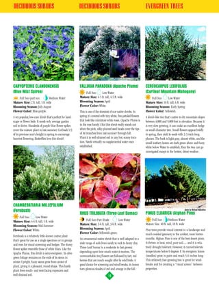 DECIDUOUS SHRUBS                                         DECIDUOUS SHRUBS                                            EVERGREEN TREES




CARYOPTERIS CLANDONENSIS                                 FALLUGIA PARADOXA (Apache Plume)                            CERCOCARPUS LEDIFOLIUS
(Blue Mist Spirea)                                           Full Sun     Low Water                                  (Curlleaf Mountain Mahogany)
    Full Sun-part sun            Medium Water            Mature Size: 4-5 ft. tall, 4-5 ft. wide                         Full Sun      Low Water
Mature Size: 2 ft. tall, 3 ft. wide                      Blooming Season: April                                      Mature Size: 10 ft. tall, 6 ft. wide
Blooming Season: July-August                             Flower Color: White.                                        Blooming Season: Early Spring
Flower Color: Blue-purple.                               This is one of the showiest of our native shrubs. In        Flower Color: Yellowish.
A vey popular, low-care shrub that’s perfect for land-   spring it’s covered with tiny white, five-petaled flowers   A shrub-like tree that’s native to dry mountain slopes
scape or flower beds. It needs only average garden       that look like miniature white roses. (Apache Plume is      between 4,000 and 9,000 feet in elevation. Because it
soil to thrive. Hundreds of purple-blue flower spikes    in the rose family.) But this shrub really stands out       is very slow growing, it can make an excellent hedge
cover the mature plant in late summer. Cut back 1/3      when the pink, silky-plumed seed heads cover the tips       or small character tree. Small flowers appear briefly
of its previous year’s height in spring to encourage     of its branches from late summer through fall.              in spring, then yield to seeds with 2-3-inch-long
heaviest flowering. Butterflies love this shrub!         Plant it in well-drained soil in any hot, sunny loca-       plumes. The bark is light gray, almost white, and the
                                                         tion. Needs virtually no supplemental water once            small leathery leaves are dark green above and fuzzy
                                                         established.                                                white below. Water to establish, then the tree can go
                                                                                                                     unirrigated except in the hottest, driest weather.




CHAMAEBATIARIA MILLEFOLIUM
                                                                                                                                                         photo by Michael Melendres
(Fernbush)
                                                         RHUS TRILOBATA (Three-Leaf Sumac)                           PINUS ELDARICA (Afghan Pine)
    Full Sun     Low Water
Mature Size: 4-6 ft. tall, 5 ft. wide                        Full Sun-Part Shade             Low Water                   Full Sun         Medium Water
Blooming Season: Mid-Summer                              Mature Size: 3-6 ft. tall, 3-6 ft. wide                     Mature Size: 40 ft. tall, 18 ft. wide
Flower Color: White.                                     Blooming Season: April                                      Pine trees provide visual interest in a landscape and
                                                         Flower Color: Yellowish-green.                              much-needed greenery in the coldest, most barren
Fernbush is a relatively little-known native plant
                                                         An ornamental native shrub that is well adapted to a        months. Afghan Pine is one of the best desert pines.
that’s great for use as a single specimen or in groups
                                                         wide range of soils from sandy to rock to heavy clay.       It thrives in heat, wind, poor soil— and it is rela-
and rows for visual screening and hedges. The showy
                                                         Three-Leaf Sumac is a moderate to fast grower,              tively drought tolerant. However, it cannot tolerate
flower spikes resemble those of white lilacs. Like the
                                                         depending upon how much water it receives. The              temperatures below 0 degrees F. Its evergreen leaves
Apache Plume, this shrub is semi-evergreen. Its olive
                                                         unremarkable tiny flowers are followed by tart, red         (needles) grow in pairs and reach 5-6 inches long.
green foliage remains on the ends of its stems in
                                                         berries that are much sought after by wild birds. A         This relatively fast-growing tree is great for wind-
winter. Upright, fuzzy stems grow from center of
                                                         good choice for screening and wind breaks, its leaves       breaks and for creating a “visual screen” between
plant, giving it a pleasant, round shape. This hardy
                                                         turn glorious shades of red and orange in the fall.         properties.
plant loves south- and west-facing exposures and
well-drained soil.                                                                 14
 