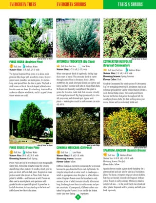 EVERGREEN TREES                                                    EVERGREEN SHRUBS                                                                     TREES & SHRUBS




                                      photo by Hunter Ten Broeck                                                                                                           photo by Hunter Ten Broeck
PINUS NIGRA (Austrian Pine)                                        ARTEMISIA TRIDENTATA (Big Sage)                                   COTONEASTER BUXIFOLIUS
    Full Sun     Medium Water                                          Full Sun-Part Sun           Low Water                         (Grayleaf Cotoneaster)
Mature Size: 35 ft. tall, 25 ft. wide                              Mature Size: 3-7 ft. tall, 3-5 ft. wide                               Full Sun-Part Sun            Medium Water
The typical Austrian Pine grows in a dense, stout                  When most people think of sagebrush, it’s Big Sage                Mature Size: 2 ft. tall, 4-6 ft. wide
pyramid-like shape with a uniform crown. Its ever-                 that comes to mind. This aromatic shrub is native                 Blooming Season: Spring-Summer
green leaves (needles) are dark green, 3-6 inches                  throughout the West in elevations from 1,500 to                   Flower Color: Pink.
long, and sprout from the tree in pairs. The bark is               10,000 feet. Its small silver-gray leaves are narrow and          Grayleaf Cotoneaster, like most species of Cotoneaster,
dark brown or black. Its oval-shaped yellow-brown                  hairy, and they contrast well with its rough black bark.          is a low-spreading shrub that is sometimes used as an
female cones are about 3 inches long. Austrian Pine                Its flowers are basically insignificant; this plant is            informal groundcover. Can be pruned back to create a
makes an effective windbreak, and it’s a good choice               grown for its native, rustic look that remains virtually          more formal hedge shape. The small pink flowers
where winters are cold.                                            unchanged year-round. Big Sage grows easily in virtu-             become red berries that persist throughout fall. Its
                                                                   ally any sunny, well-drained spot. A great xeric                  small gray leaves clothe 3-6 foot arching stems year-
                                                                   plant— watering too much in mid summer can actu-                  round. Grows well in moderately fertile soil.
                                                                   ally kill it.




                                      photo by Hunter Ten Broeck                                          photo by Judith Phillips
PINUS EDULIS (Pinon Pine)                                          COWANIA MEXICANA (Cliffrose)                                                                                  photo by Charles Mann
                                                                                                                                     SPARTIUM JUNCEUM (Spanish Broom)
    Full Sun      Medium Water                                         Full Sun      Low Water
Mature Size: 30 ft. tall, 20 ft. wide                              Mature Size: 8 ft. tall, 6 ft. wide                                    Full Sun         Medium Water
Blooming Season: Early Spring                                      Blooming Season: Summer                                           Mature Size: 6-10 ft. tall, 4-10 ft. wide
                                                                   Flower Color: Yellow.                                             Blooming Season: May-July
Pinon Pines are one of New Mexico’s most recognizable
                                                                                                                                     Flower Color: Yellow.
native trees. Horizontal branches make for a bushy,                Cliffrose makes an excellent companion for perennials
domed shape when mature. Its needles, which grow in                because its open-branched form casts light shade. Its             Spanish Broom makes a great shrub backdrop for a
pairs, are short, stiff and dark green. Its spherical cones        irregular shape lends a native touch to landscapes—               perennial bed and can also be used as a foundation
produce seeds (also known as Pinon Nuts) that are                  which is appropriate since this plant is a New Mexico             plant. The dense, evergreen twigs are almost leafless,
prized by wildlife—and humans as well. Pinons are                  native. Fragrant flowers cover the branches in early              but they are literally covered with fragrant, brilliant
often used as accent plants, and specimens with                    summer, a few of which remain virtually all summer                yellow flowers in early summer. Thrives in alkaline
gnarled trunks are especially prized. It grows best in             long. Feathery plumes form in mid-summer and per-                 soils in full sun— to the point that it can crowd out
foothill elevations, but can stand up to the heat and              sist into winter. (Consequently, Cliffrose is often mis-          other plants. Responds well to pruning and will grow
cold of most New Mexico locations.                                 taken for Apache Plume). It can handle the hottest                back vigorously.
                                                                   south–and west-facing          exposures.
                                                                                             15
 