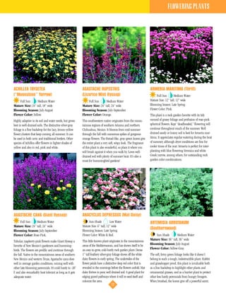 FLOWERING PLANTS




ACHILLEA TAYGETEA                                         AGASTACHE RUPESTRIS                                          ARMERIA MARITIMA (Thrift)
(“Moonshine” Yarrow)                                      (Licorice Mint Hyssop)                                            Full Sun       Medium Water
    Full Sun      Medium Water                                Full Sun      Medium Water                               Mature Size: 12” tall, 12” wide
Mature Size: 24” tall, 18” wide                           Mature Size: 24” tall, 24” wide                              Blooming Season: Late Spring
Blooming Season: July-August                              Blooming Season: July-September                              Flower Color: Pink.
Flower Color: Yellow.                                     Flower Color: Orange.                                        This plant is a rock garden favorite with its tidy
Highly adaptive in its soil and water needs, but grows    This southwestern native originates from the moun-           mound of grassy foliage and profusion of rose-pink
best in well-drained soils. The distinctive silver-gray   tainous regions of southern Arizona and northern             spherical flowers. Kept “deadheaded,” flowering will
foliage is a fine backdrop for the lacy, lemon-yellow     Chihuahua, Mexico. It blooms from mid-summer                 continue throughout much of the summer. Well
flower clusters that keep coming all summer. It can       through the fall with numerous spikes of gorgeous            drained sandy or loamy soil is best for Armeria mar-
be used in both xeric and traditional borders. Other      orange flowers. The thread-like, gray-green leaves give      itima. It appreciates regular watering during the heat
species of Achillea offer flowers in lighter shades of    the entire plant a very soft, wispy look. The fragrance      of summer, although dryer conditions are fine for
yellow and also in red, pink and white.                   of this plant is also wonderful, so place it where you       cooler times of the year. Armeria is perfect for inter-
                                                          will brush against it when you walk by. Loves well-          planting with blue flowering Veronica and white
                                                          drained soil with plenty of summer heat. It’s also a         Greek yarrow, among others, for outstanding rock
                                                          must for hummingbird gardens!                                garden color combinations.




AGASTACHE CANA (Giant Hyssop)                             ANACYCLUS DEPRESSUS (Mat Daisy)
    Full Sun     Medium Water                                  Sun-Shade          Low Water                            ARTEMISIA ABROTANUM
Mature Size: 24” tall, 24” wide                           Mature Size: 6” tall, 12” wide
Blooming Season: July-September                           Blooming Season: Late Spring
                                                                                                                       (Southernwood)
Flower Color: Rose-Pink.                                  Flower Color: White & Red.                                       Sun-Shade        Medium Water
                                                          This little-known plant originates in the mountainous        Mature Size: 36” tall, 36” wide
Tubular, raspberry-pink flowers make Giant Hyssop a
                                                          areas of the Mediterranean, and has shown itself to be       Blooming Season: July-August
favorite of New Mexico’s gardeners and humming-
birds. The flowers are prolific and continue through      an easy-to-grow, cold-hardy rock garden plant. Dense         Flower Color: Yellow-Gray.
the fall. Native to the mountainous areas of southern     1” tall feathery silver-gray foliage shows off the white     The soft, ferny green foliage looks like it doesn’t
New Mexico and western Texas, Agastache cana does         daisy flowers in early spring. The undersides of the         belong to such a tough, indestructible plant. Rabbit
well in average garden conditions, mixing well with       flower petals have a distinctive deep red color that is      and grasshopper proof, this plant is invaluable both
other late-blooming perennials. It’s cold hardy to -20˚   revealed in the mornings before the flowers unfold. Mat      as a fine backdrop to highlight other plants and
F and also remarkably heat tolerant as long as it gets    daisy thrives in poor, well drained soil. A good plant for   ornamental grasses, and as a barrier plant to protect
adequate water.                                           edging gravel pathways where it will re-seed itself and      other less hardy perennials from hungry foragers.
                                                          colonize the area.                                           When brushed, the leaves give off a powerful scent.
                                                                                      17
 