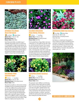 FLOWERING PLANTS




ARTEMISIA STELLERIANA                                          CALLIRHOE INVOLUCRATA                                      CENTRANTHUS RUBER (Red Valerian)
(Beach Wormwood)                                               (Poppy Mallow, Winecups)                                        Sun-Shade          Medium Water
    Sun-Shade       Medium Water                                   Full Sun        Low Water                              Mature Size: 36” tall, 36” wide
Mature Size: 12” tall, 24” wide                                Mature Size: 24” tall, 24” wide                            Blooming Season: Late Spring-Summer
Blooming Season: June                                          Blooming Season: Late Spring-Summer                        Flower Color: Red.
Flower Color: White-Yellow.                                    Flower Color: Red-Pink.                                    Red Valerian is a versatile plant, being equally at
Beach Wormwood exhibits a remarkable range of                  The five petaled flowers of Poppy Mallow (also known       home in both the xeric garden and traditional peren-
adaptability, being equally at home as a ground cover          as Winecups) are a rich pinkish-red color with a white     nial border. Not fussy about its growing conditions,
in a coastal garden or a frigid mountain planting. The         eye, and cover the plant all summer. The low spread-       the showy rose-red flowers are continuous from late
scalloped, felt-like white foliage provides a fine carpet to   ing stems make this plant useful on slopes or cascad-      spring through summer. A willing re-seeder under
plant under other xeric perennials such as Penstemons.         ing over retaining walls. A valuable plant for hot         favorable conditions, Centranthus ruber prefers well-
Prompt removal of spent flowers or the flower spikes in        south- or west-facing beds. Grows well in a wide range     drained garden soil— not clay.
mid-summer will maintain its rug-like look. Well               of soil types including clay. Gently re-seeds itself and
adapted to varying soil types and watering regimes.            will slowly spread if you let it. Recommended compan-
                                                               ion plants are Berlandiera lyrata (Chocolate Flower),
                                                               Nepeta x faassenii (Catmint) and gray Santolina.




BERLANDIERA LYRATA                                             CALYLOPHUS SPECIES (Sundrops)
(Chocolate Flower)                                                 Full Sun        Low Water
    Full Sun        Low Water                                  Mature Size: 18” tall, 18” wide
Mature Size: 16” tall, 16” wide                                Blooming Season: Spring-Summer
Blooming Season: Early Spring-Summer                           Flower Color: Yellow.
Flower Color: Yellow.                                          This spectacular native wildflower is ever-blooming
Step out into your garden on a clear summer morning            with a profusion of large, bright yellow, four petaled
and delight to the scent of chocolate that perfumes the        flowers. The narrow gray-green foliage gives the plant
air. This native wildflower blooms profusely all season        a lacy look in the garden. Calylophus thrives in the
with cheery light yellow daisies; the sweetly fragrant         heat, and grows well in a wide range of soils, as long
blossoms really do smell just like chocolate! Easily           as they’re well drained. This tough plant is the star of
grown in a variety of soil types, this drought tolerant        any dryland rock garden or xeriscape. A good shear-
species readily re-seeds itself, making it a desirable         ing before the growing season starts in late spring will
addition to any wildflower meadow or informal garden           keep it looking tidy and loaded with flowers.
area. Surround Chocolate Flower with Callirhoe (Poppy                                                                      RED VALERIAN IS A GOOD RESEEDER
Mallow) for a bright summer-long show of color.                                          18
 